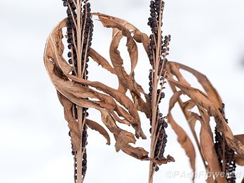 Withered frond and sori in late fall